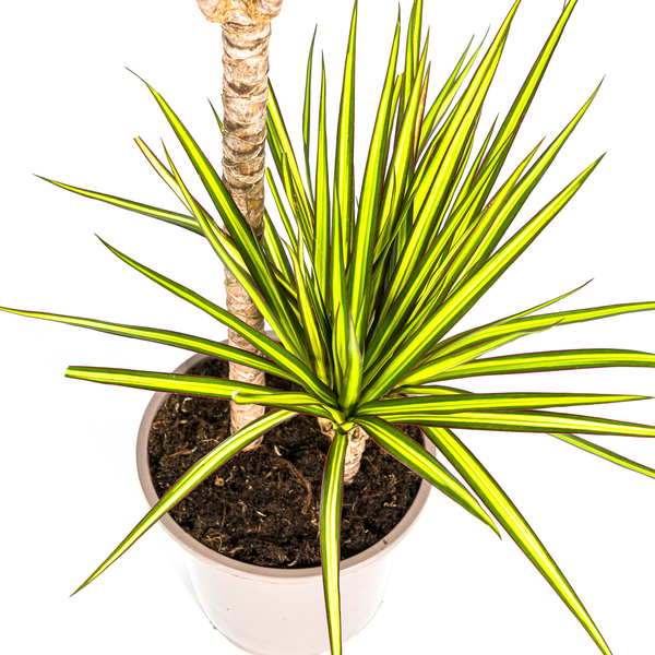 Dracaena Marginata "Sunray" - Drachenbaum - (Ø19cm, ⭥90cm)