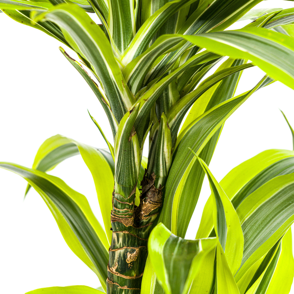 Pflanzenset "Dracaena 80cm Trio" - Pflegeleicht - Hawaiian Sunshine + Lemon Lime + White Stripe