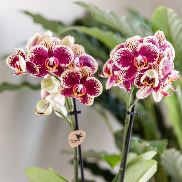 Phalaenopsis Orchidee - gelb/rote Orchidee "Spanien" - (Ø9cm)