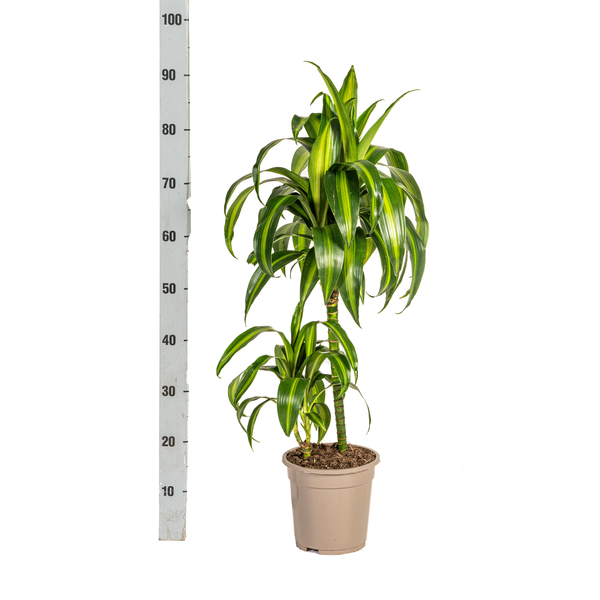 Pflanzenset "Dracaena 80cm Trio" - Pflegeleicht - Hawaiian Sunshine + Lemon Lime + White Stripe