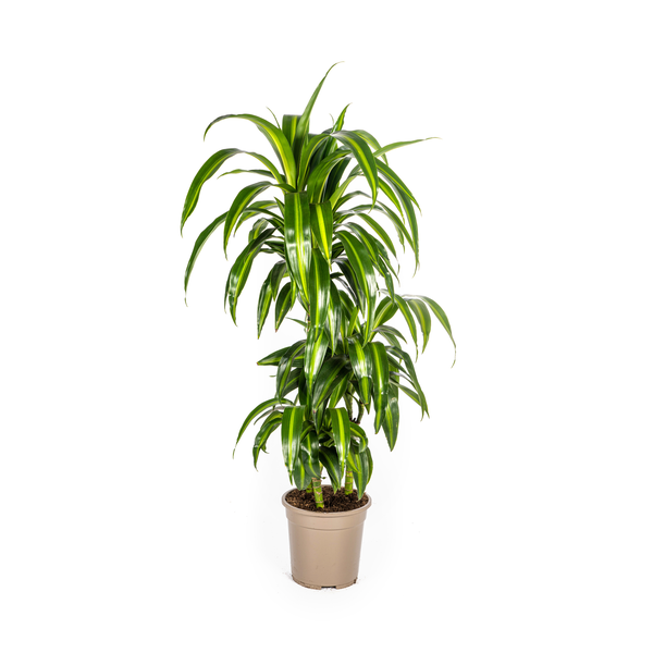 Dracaena Deremensis "Hawaiian Sunshine" - Drachenbaum - (Ø21cm, ⭥100cm)