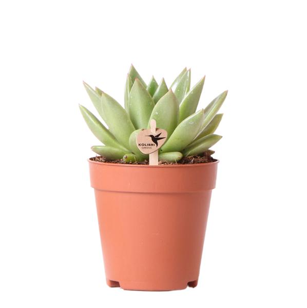 Sukkulente Echeveria Miranda - (Ø9cm - ⭥15cm)