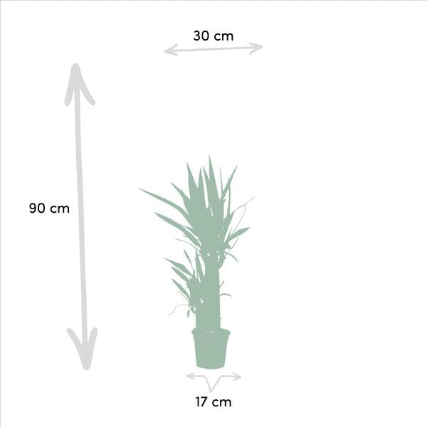 "Dream-Team" - Dracaena - (Ø17cm, ⭥70cm) + Yucca - (Ø17cm, ⭥90cm)