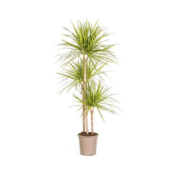 Dracaena Marginata "Sunray" - Drachenbaum - (Ø24cm, ⭥140cm)