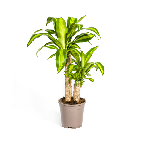 Dracaena Fragrans "Massangeana" - Drachenbaum -  (Ø19cm, ⭥80cm)