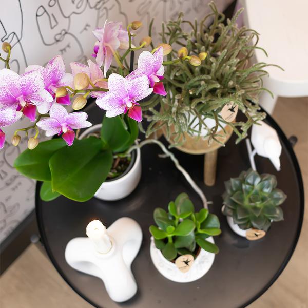 Phalaenopsis Orchidee - rosa Orchidee "Mineral Rotterdam" - (Ø9cm)