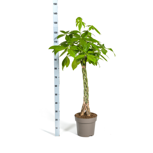 Pachira Aquatica "Glückskastanie" - (Ø27cm, ⭥140cm)