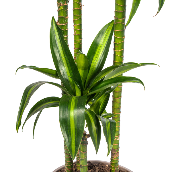 Dracaena Deremensis "Hawaiian Sunshine" - Drachenbaum - (Ø27cm, ⭥180cm)