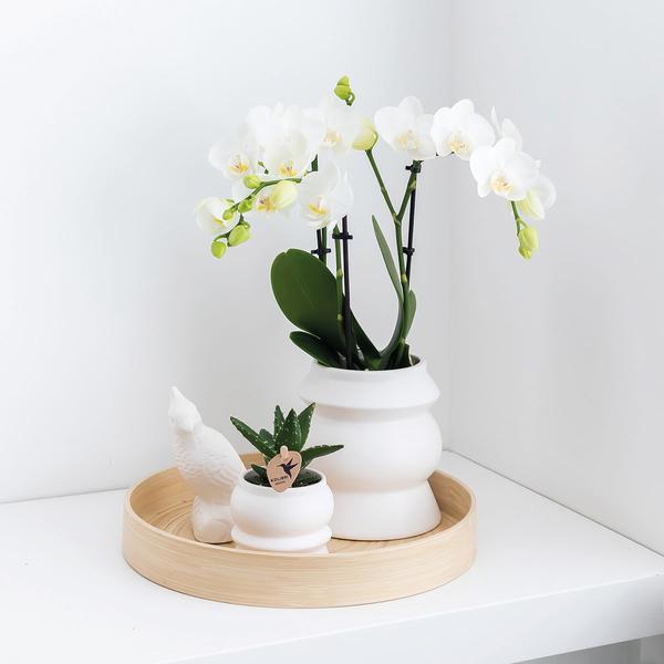 4er Überraschungsbundle Phalaenopsis Orchideen - einfarbige Orchideen - (Ø9cm)