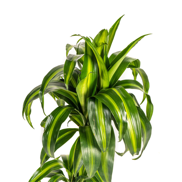 Pflanzenset "Dracaena 80cm Trio" - Pflegeleicht - Hawaiian Sunshine + Lemon Lime + White Stripe