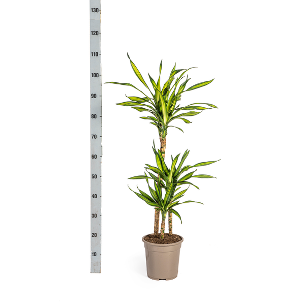 Dracaena Deremensis "Rikki" - Drachenbaum - (Ø21cm, ⭥100cm)