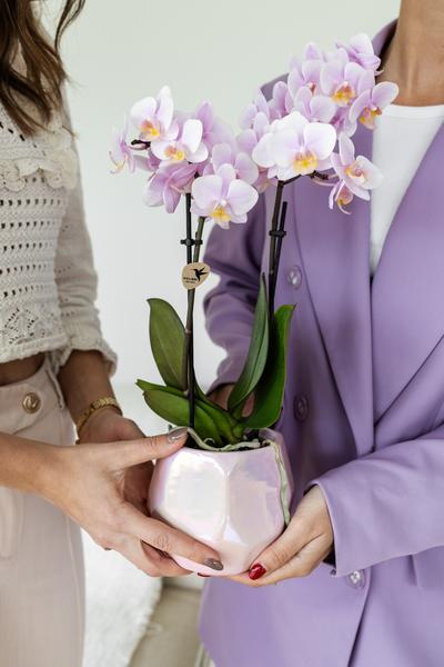 Phalaenopsis Orchidee - rosa Orchidee "Andorra" - (Ø9cm)