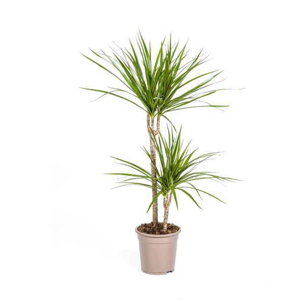 Dracaena Marginata "Green" - Drachenbaum - (Ø19cm, ⭥80cm)