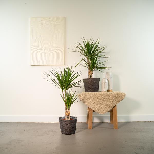 2er Set Dracaena "Drachenbaum" - (Ø17cm, ⭥70cm)