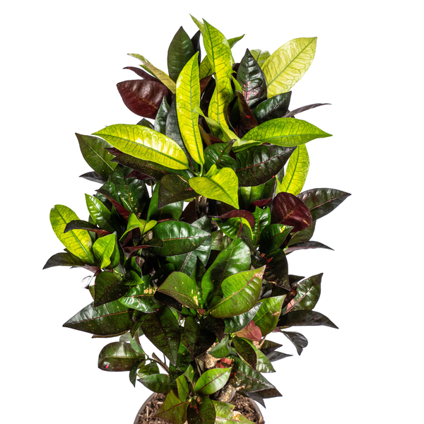 Codiaeum Variegatum "Iceton" - Croton - (Ø21cm, ⭥80cm)