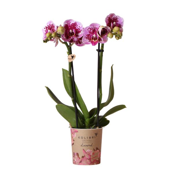 Phalaenopsis Orchidee - rosa/lila Orchidee "El Salvador" - (Ø9cm)