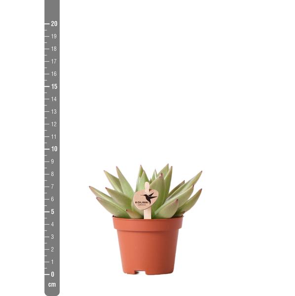 Sukkulente Echeveria Miranda - 〈⭥9cm〉