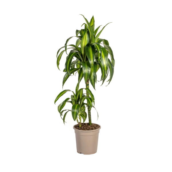 Pflanzenset "Dracaena 80cm Trio" - Pflegeleicht - Hawaiian Sunshine + Lemon Lime + White Stripe