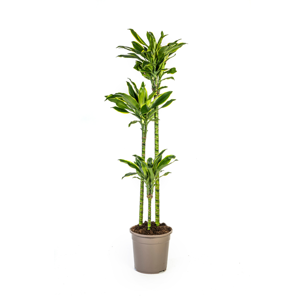 Dracaena Fragrans "Golden Coast" - Drachenbaum - (Ø24cm, ⭥140cm)