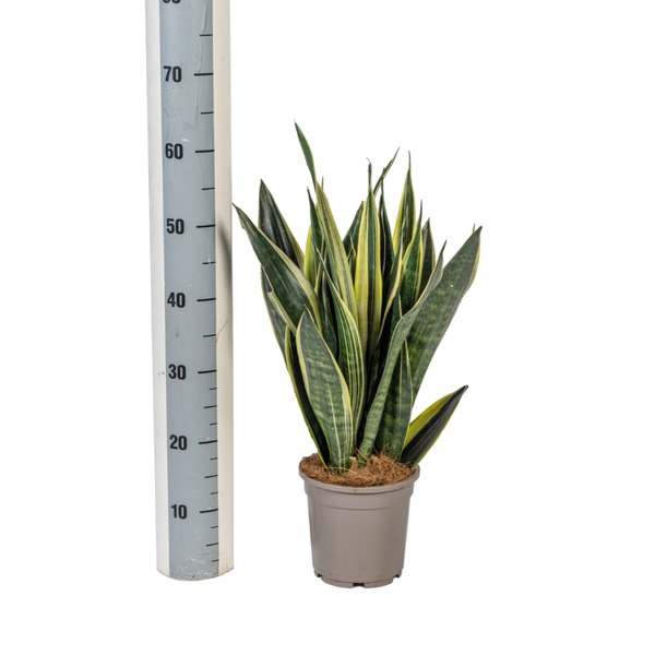 Sansevieria Trifasciata "Canary" - Bogenhanf - 〈⭥50cm〉