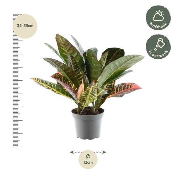 Codiaeum Variegatum "Petra" - Croton - (Ø12cm, ⭥35cm)