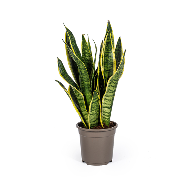 Sansevieria Trifasciata "Futura Superba" - Bogenhanf - (Ø17cm, ⭥55cm)