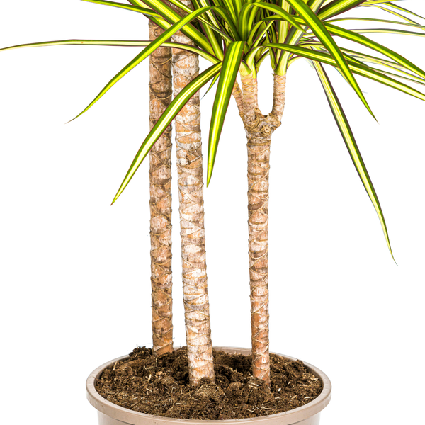 Dracaena Marginata "Sunray" - Drachenbaum - (Ø24cm, ⭥140cm)