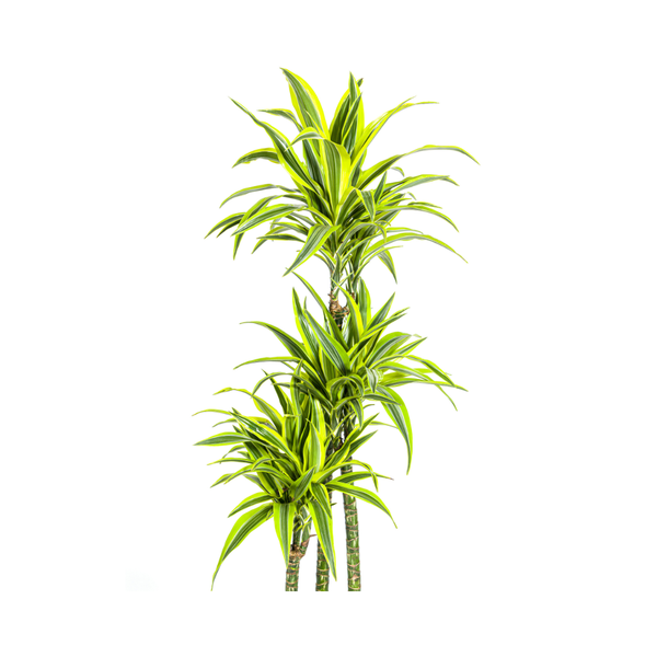 Dracaena Deremensis "Lemon Lime" - Drachenbaum - (Ø27cm, ⭥180cm)