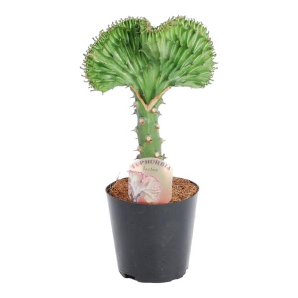 Euphorbia Lactea Cristata "Grün" - (Ø12cm, ⭥40cm)