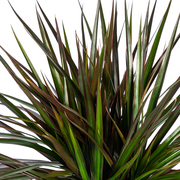 Dracaena Marginata "Magenta" - Drachenbaum - (Ø21cm, ⭥140cm)