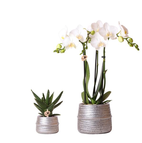 Design-Duo im Topf - Sukkulente Aloe Brevifolia und Phalaenopsis Orchidee Amabilis - inkl. silberner Keramik Ziertöpfe - (Ø6 & 9cm, ⭥15 & 35cm)