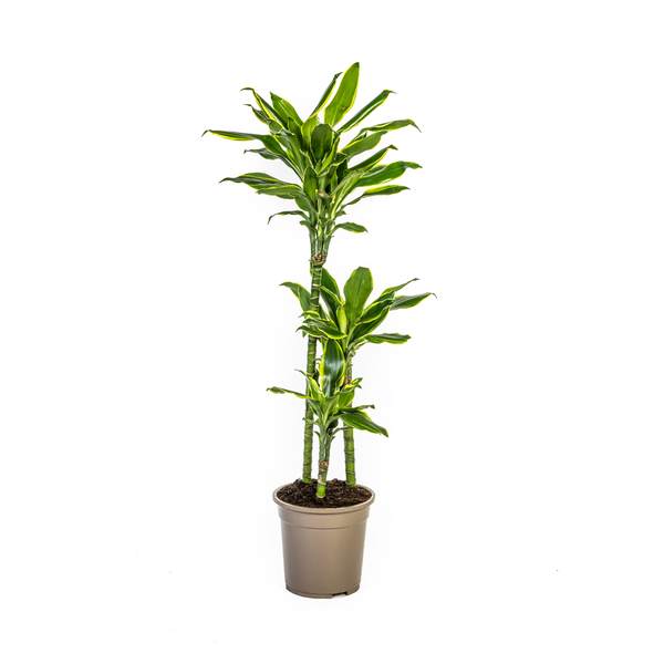 Dracaena Fragrans "Golden Coast" - Drachenbaum - (Ø21cm, ⭥100cm)