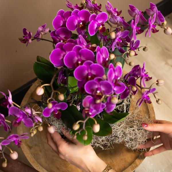 [Pflanzenset] Orchideen Amabilis ⭥35cm & Orchidee Morelia ⭥35cm - Tierfreundlich