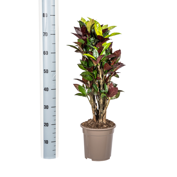 Croton Iceton - Wunderstrauch - 〈⭥70cm〉