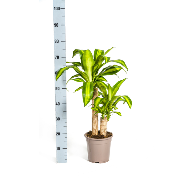 Dracaena Fragrans "Massangeana" - Drachenbaum -  (Ø19cm, ⭥80cm)