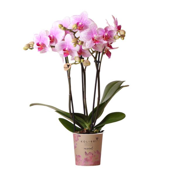 Phalaenopsis Orchidee - rosa Orchidee "Mineral Rotterdam" - (Ø9cm)