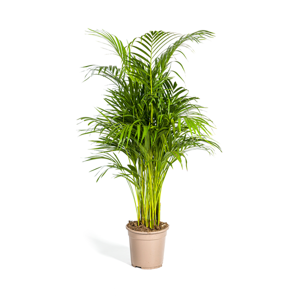 Dypsis Lutescens "Areca-Palme" - (Ø21cm, ⭥110cm)