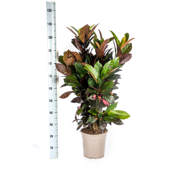 Croton Iceton - Wunderstrauch - 〈⭥90cm〉