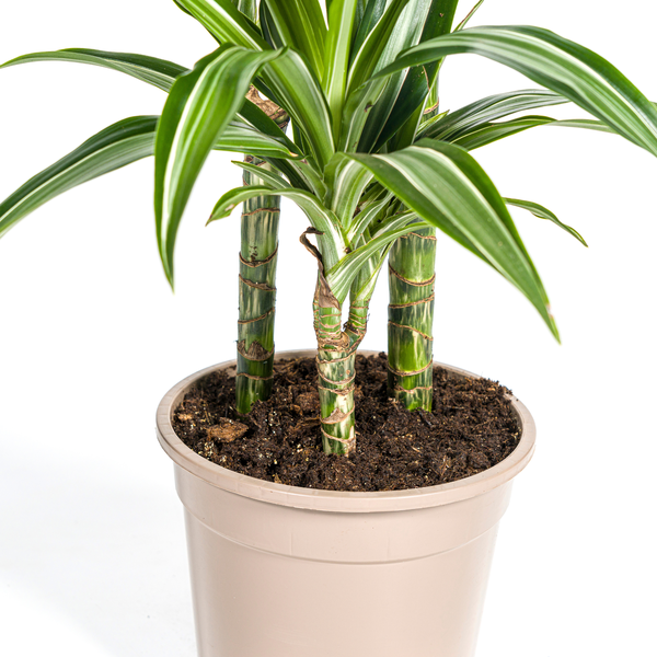 Dracaena Deremensis "White Stripe" - Drachenbaum - (Ø21cm, ⭥100cm)