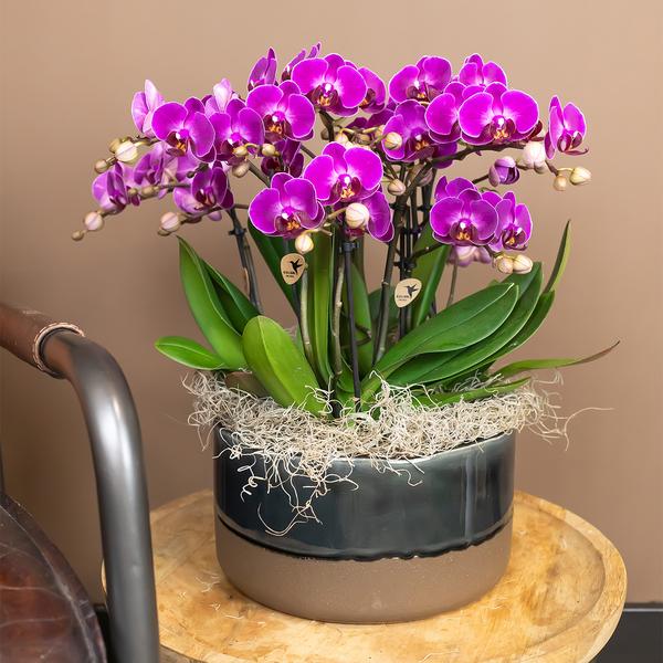 Phalaenopsis Orchidee - lila Orchidee "Morelia"  - (Ø9cm)