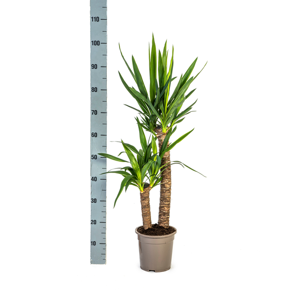 Yucca Elephantipes "Palmlilie" - (Ø19cm, ⭥80cm)