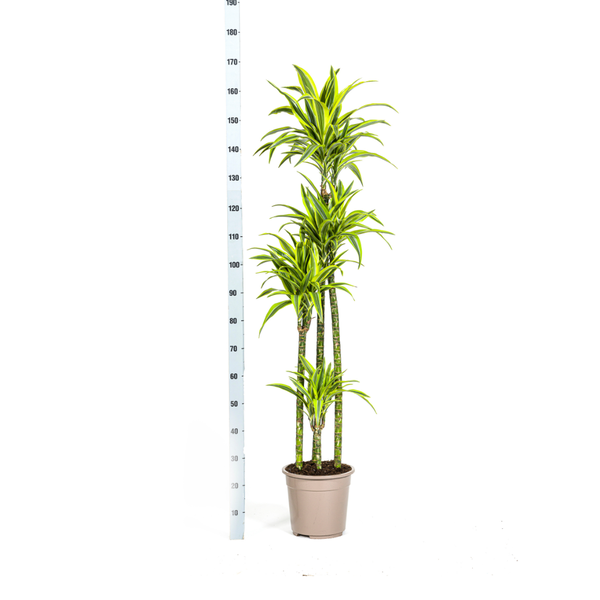 Dracaena Deremensis "Lemon Lime" - Drachenbaum - 〈⭥180cm〉