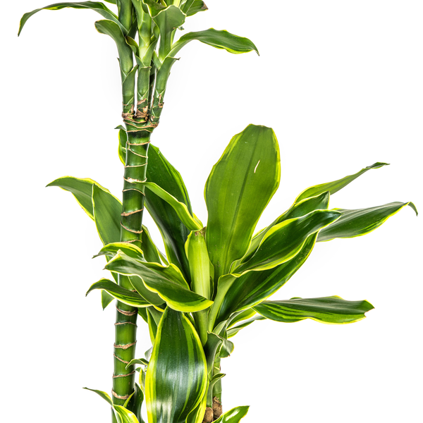 Dracaena Fragrans "Golden Coast" - Drachenbaum - (Ø21cm, ⭥100cm)