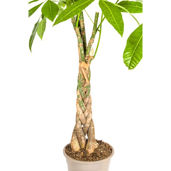 Pachira Aquatica "Glückskastanie" - (Ø21cm, ⭥100cm)