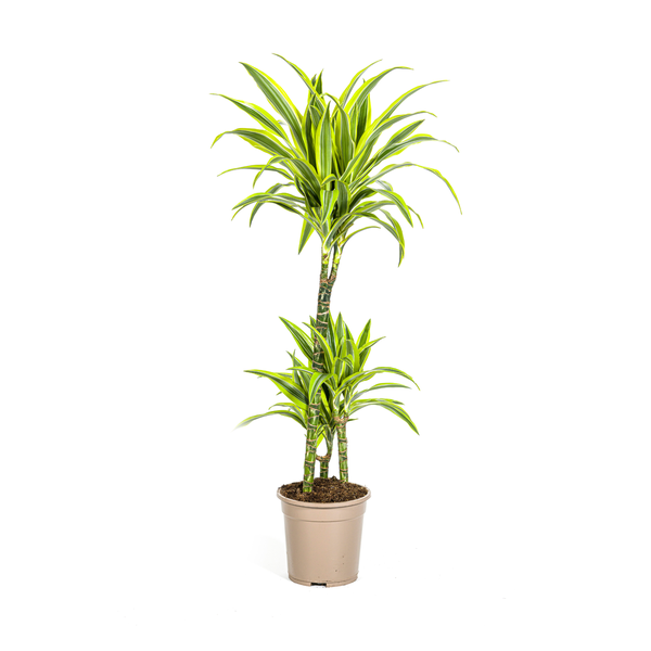 Dracaena Deremensis "Lemon Lime" - Drachenbaum - (Ø21cm, ⭥100cm)