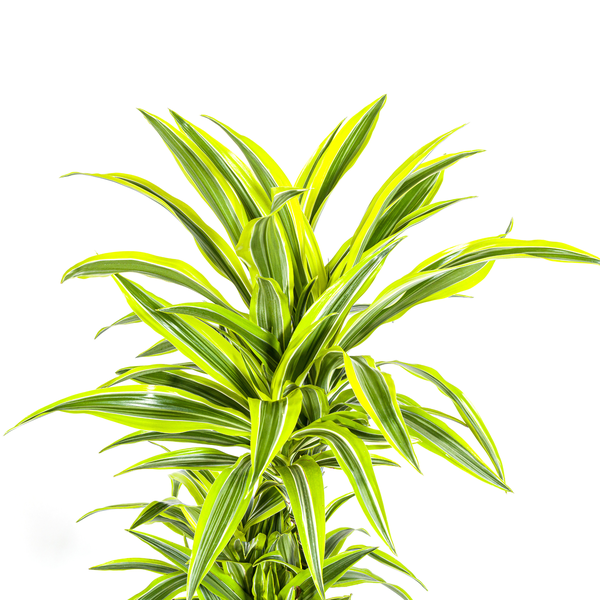 Dracaena Deremensis "Lemon Lime" - Drachenbaum - (Ø24cm, ⭥140cm)