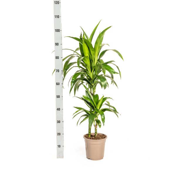 Dracaena Deremensis "Lisa" - Drachenbaum - 〈⭥80cm〉