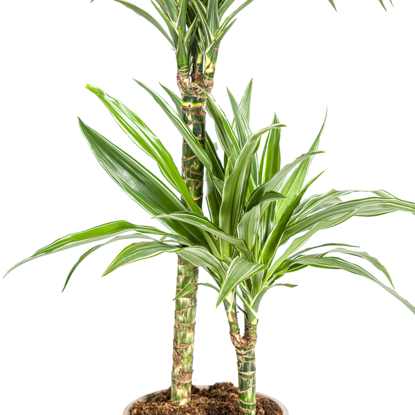 Dracaena Deremensis "White Stripe" - Drachenbaum - 〈⭥80cm〉