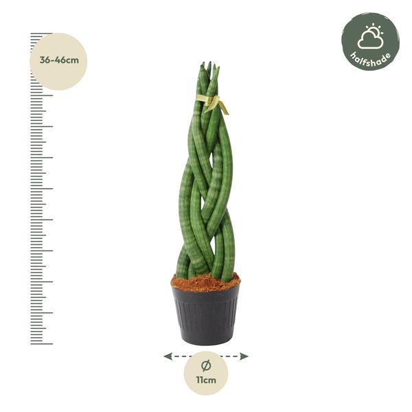 Pflanzenset "Sansevieria Kollektion" - 5 pflegeleichte Sansevieria - (Ø10,5-12cm, ⭥33-50cm)