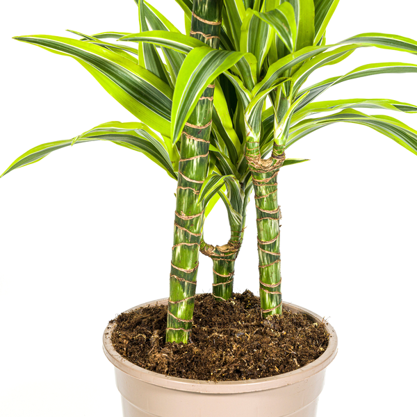 Dracaena Deremensis "Lemon Lime" - Drachenbaum - 〈⭥100cm〉